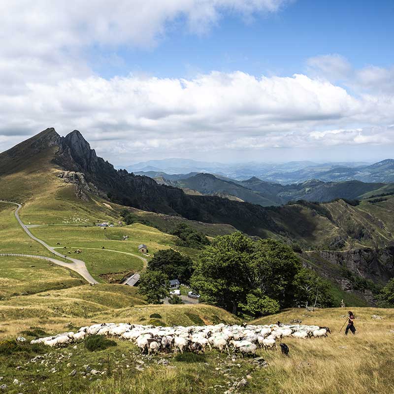 Bergère avec ses moutons dans les montagnes basques à Iraty